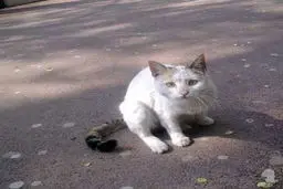 راز واکنش گربه‌ها به عبارت «مجید»