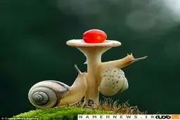 تلاش حلزون‌ها، برای رساندن گیلاسی به بالای قارچ/ تصاویر