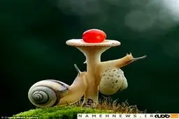 تلاش حلزون‌ها، برای رساندن گیلاسی به بالای قارچ/ تصاویر