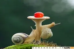 تلاش حلزون‌ها، برای رساندن گیلاسی به بالای قارچ/ تصاویر