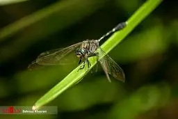 تصاویر دیدنی از حیات وحش مازندران