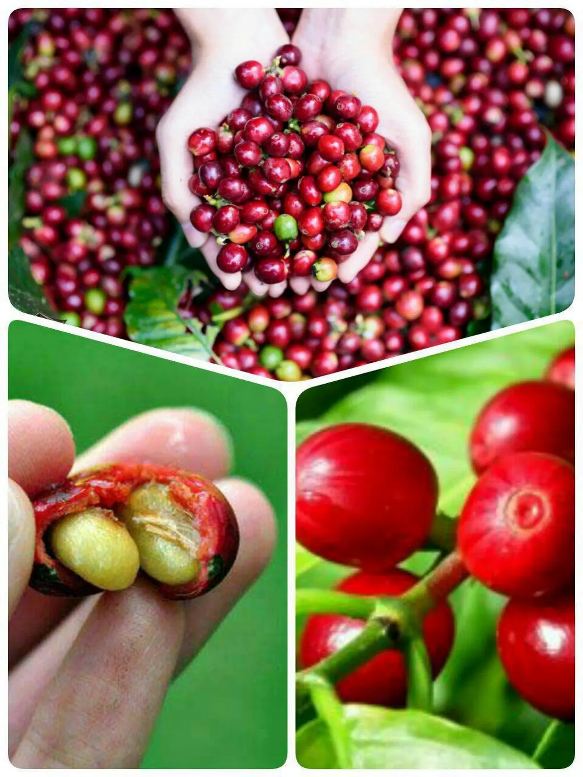 تا حالا میوه قهوه رو دیده بودین؟/ عکس