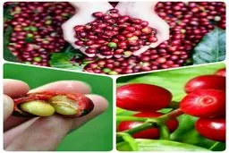 تا حالا میوه قهوه رو دیده بودین؟/ عکس