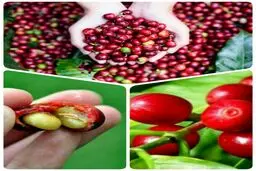 تا حالا میوه قهوه رو دیده بودین؟/ عکس