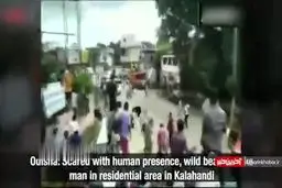 حمله خرس خشمگین به یک دوچرخه سوار + ویدئو