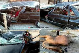 عاقبت پراید بعد از تصادف با شتر/عکس