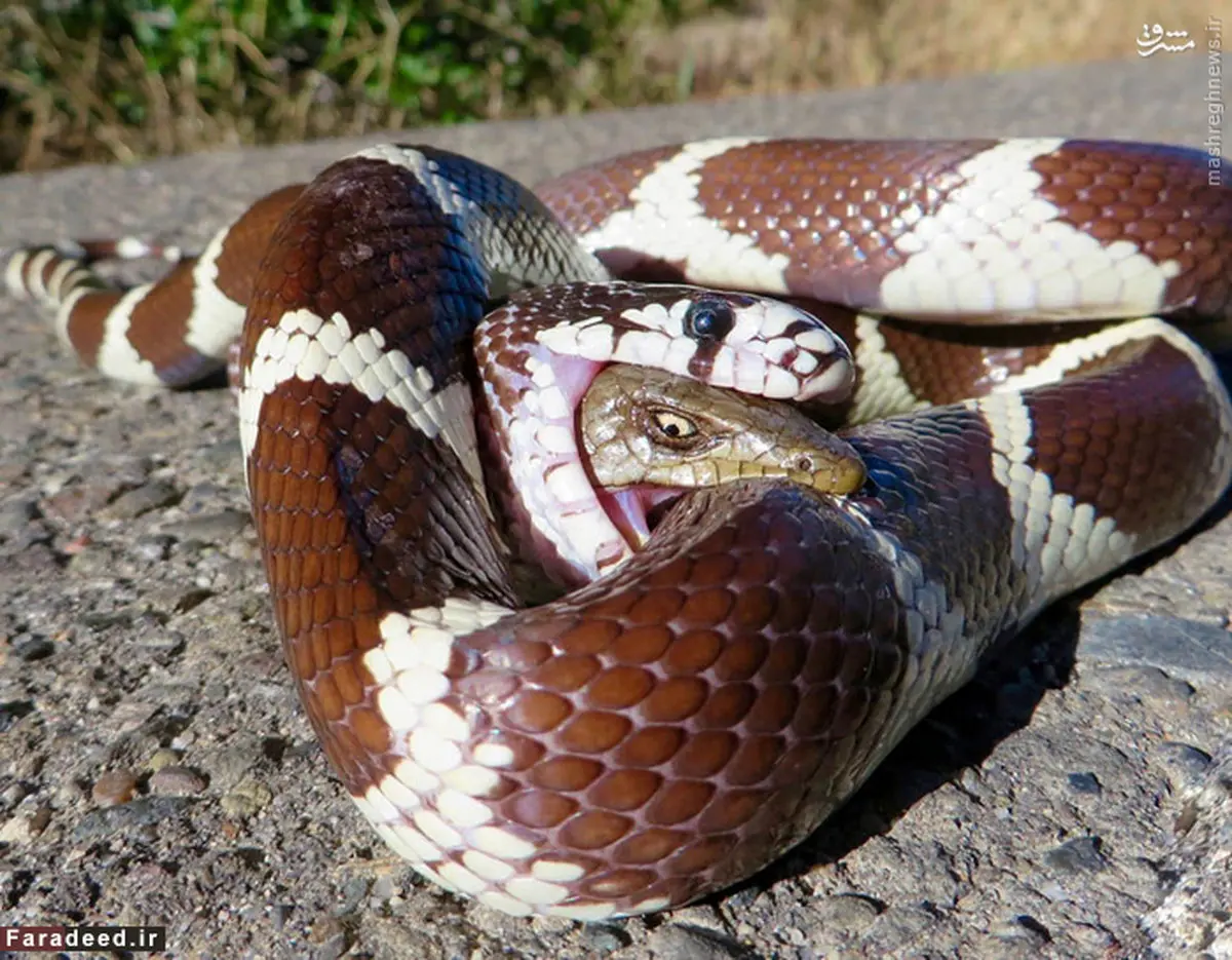 نبرد مرگ و زندگی در حیات وحش/ تصاویر