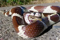 نبرد مرگ و زندگی در حیات وحش/ تصاویر