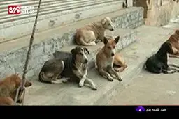 ببینید: حمله سگ‌های ولگرد به یک خانم در لواسان دریافت