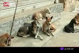 ببینید: حمله سگ‌های ولگرد به یک خانم در لواسان دریافت