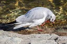 کشف ویروس خطرناک در لاشه پرندگان مهاجر دریاچه خلیج فارس تهران+تصاویر