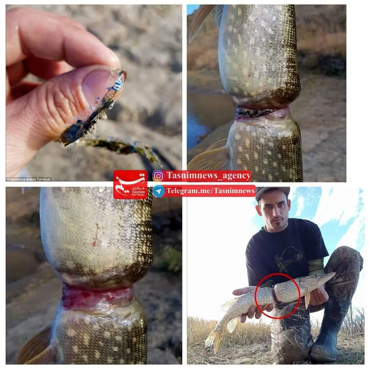 تصویر تکان‌ دهنده از یک ماهی که دور یک در پلاستیکی رشد کرده است