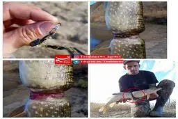 تصویر تکان‌ دهنده از یک ماهی که دور یک در پلاستیکی رشد کرده است