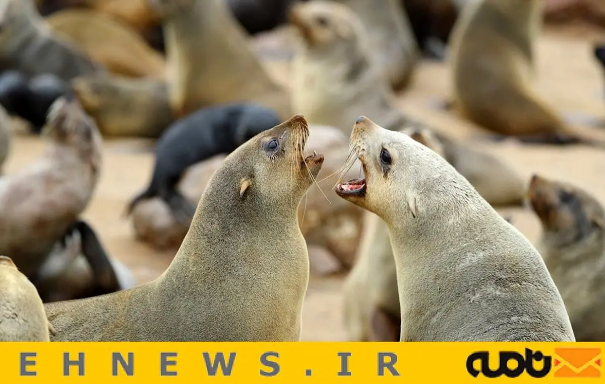 زیبایی های نامیبیا‎ / تصاویر