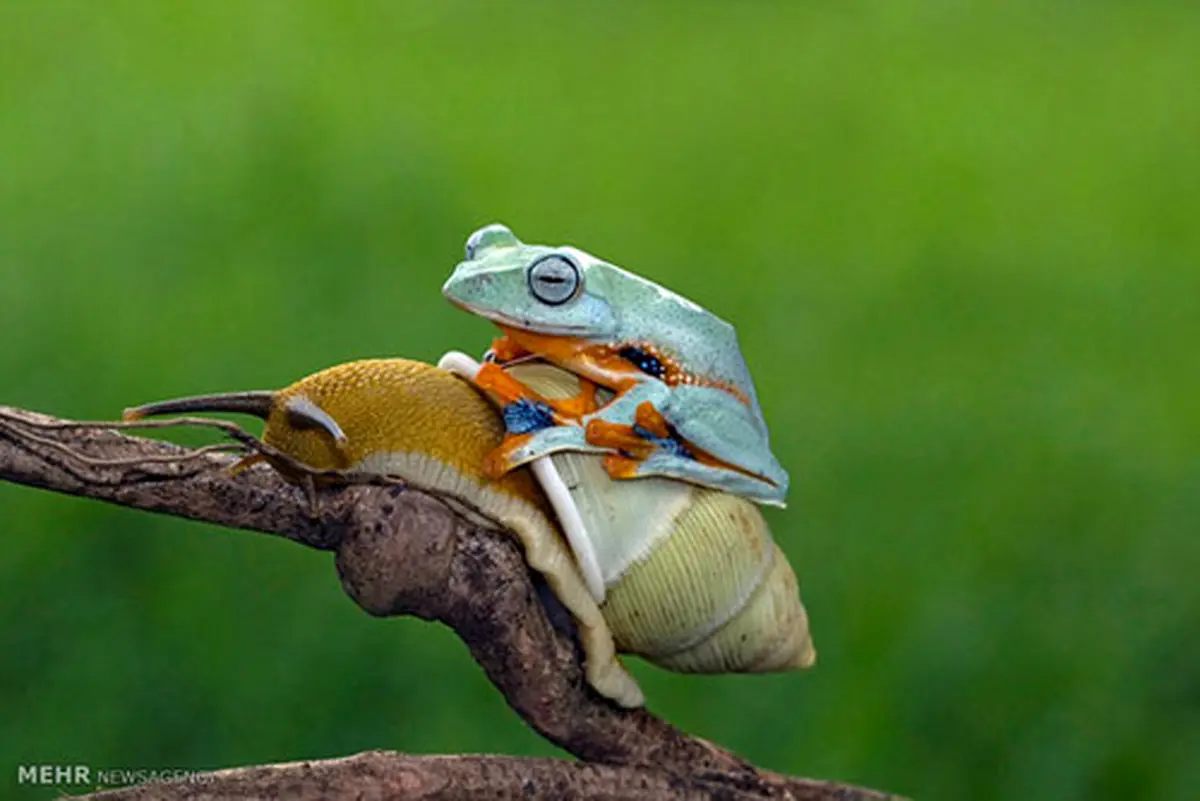 حلزون سواری قورباغه درختی! (+عکس)