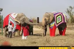 فیل هایی با لباس خواب پشمی / عکس