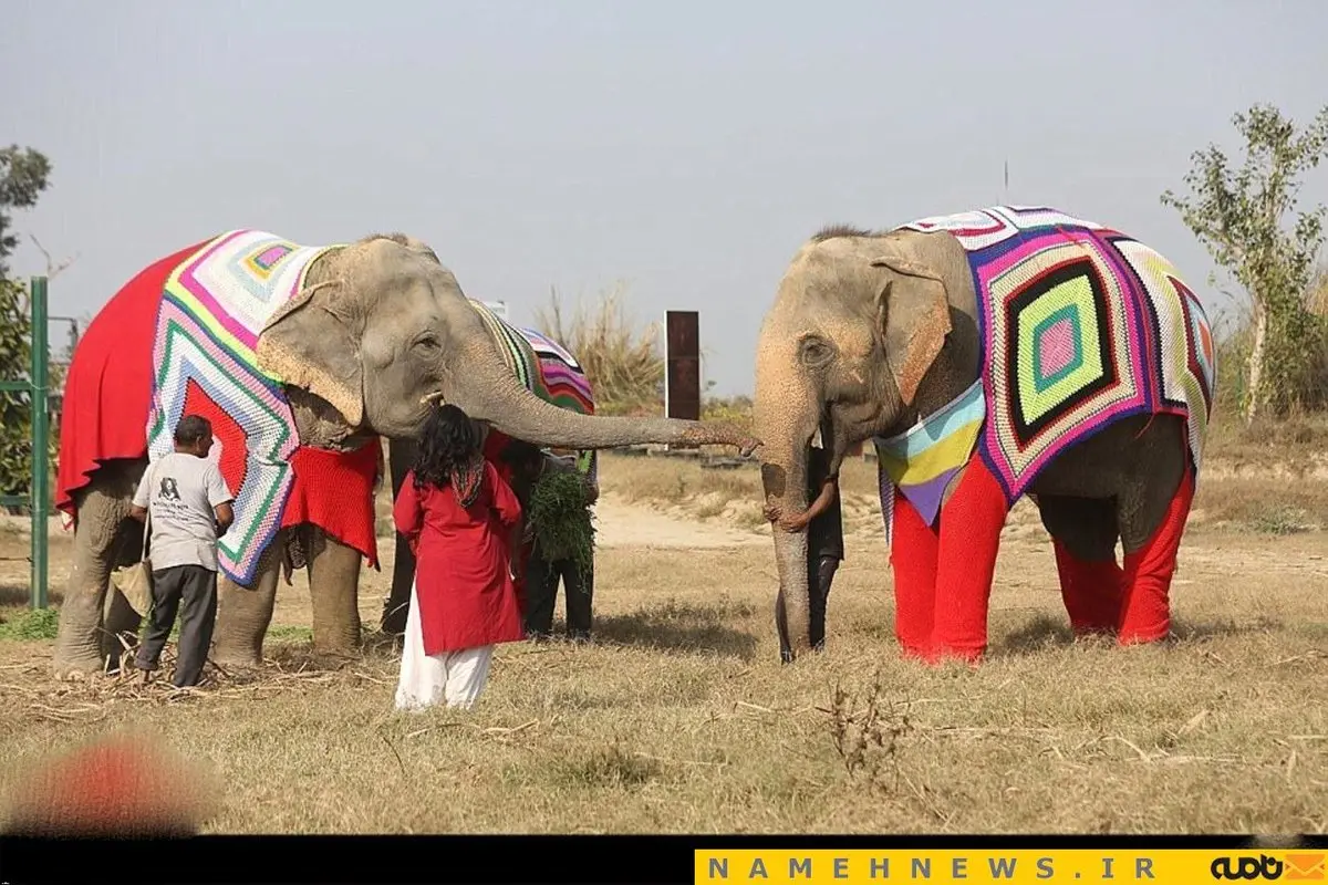 فیل هایی با لباس خواب پشمی / عکس