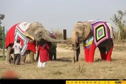 فیل هایی با لباس خواب پشمی / عکس