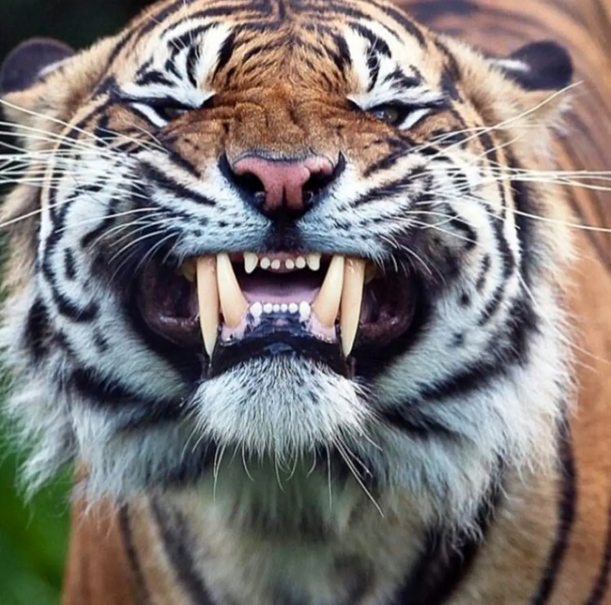 نمایی نزدیک و جالب از دندان های ببر / عکس