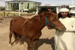 جاسم کرار و اسبش/ عکس