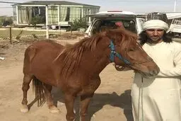 جاسم کرار و اسبش/ عکس