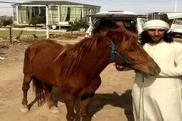 جاسم کرار و اسبش/ عکس