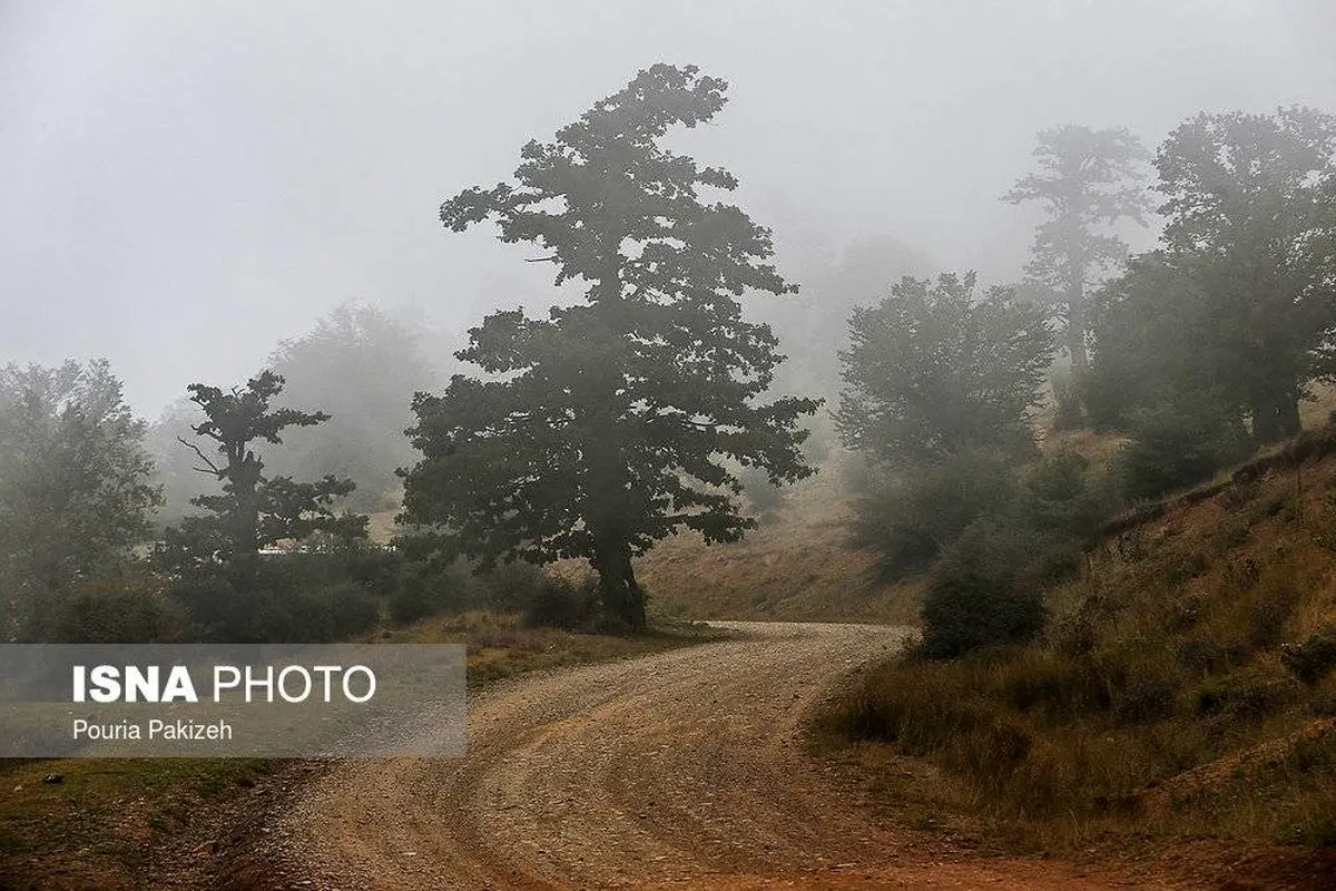 جنگل همیشه «ابری» / تصاویر