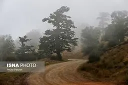 جنگل همیشه «ابری» / تصاویر