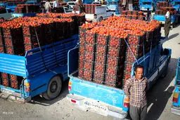 گوجه فرنگی کیلویی 100 تومان/تصاویر