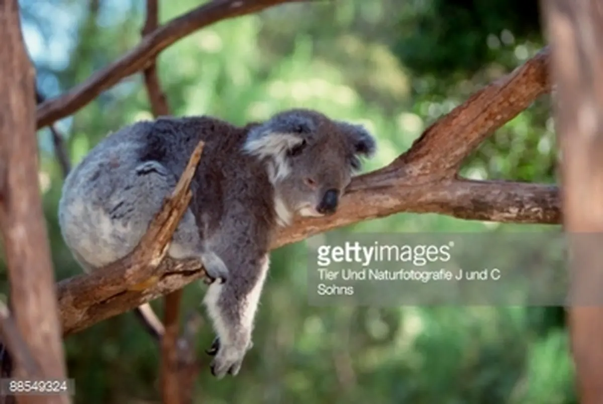 تصاویر جالب از خسته ترین حیوان دنیا