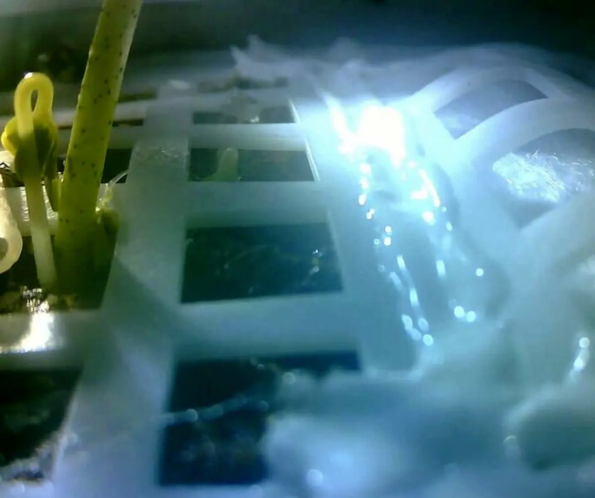 نخستین گیاه روی کره ماه جوانه زد/ عکس