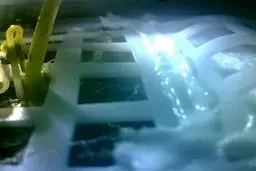 نخستین گیاه روی کره ماه جوانه زد/ عکس