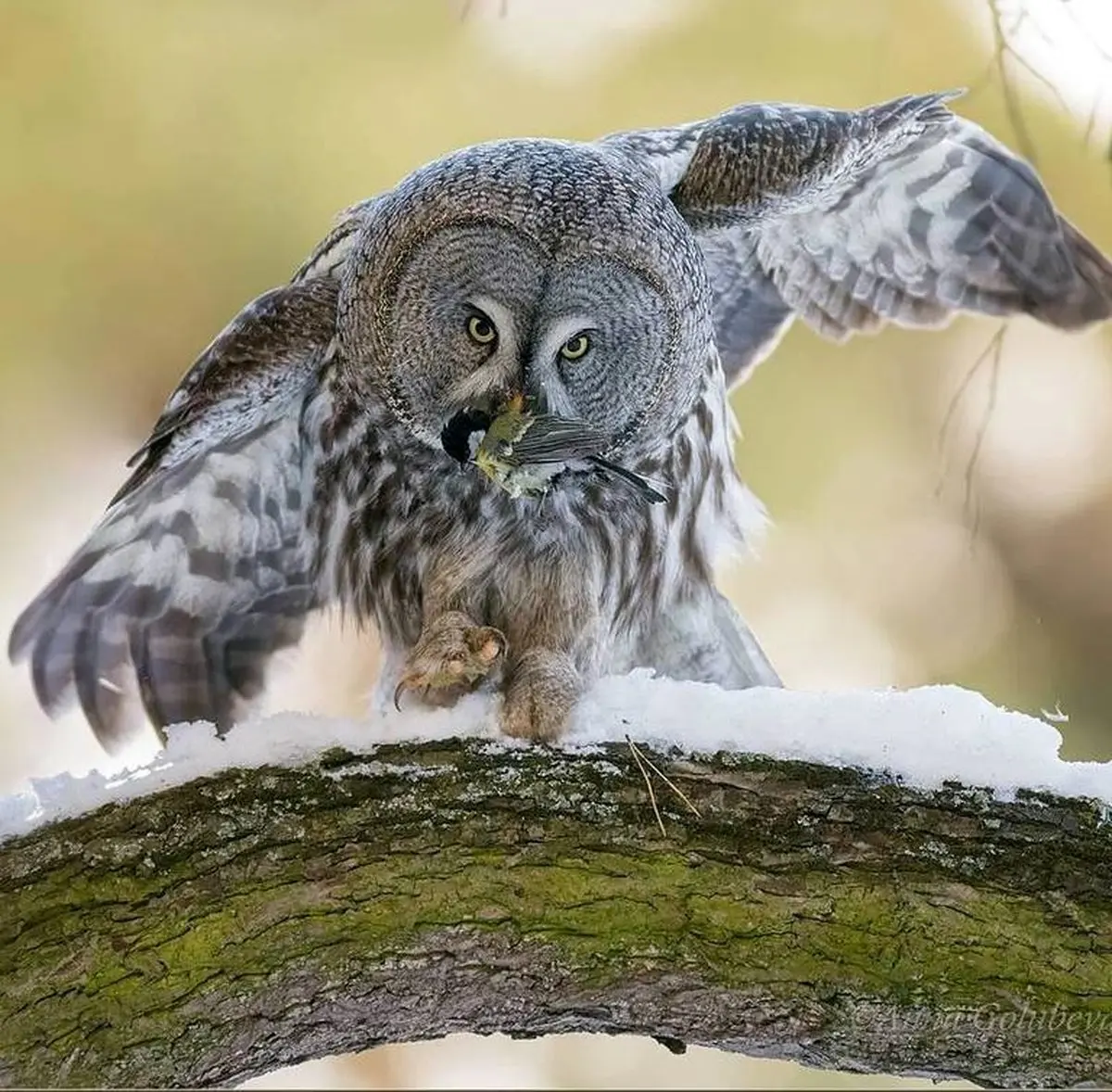 لحظه شکار جُغد ! / عکس