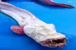 کشف موجودی عجیب در تایلند/ عکس