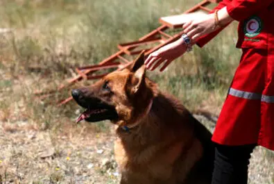 سگ های زنده یاب