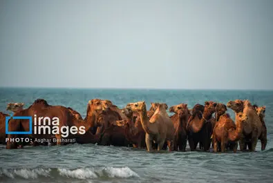 حمام شتر