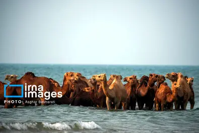حمام شتر