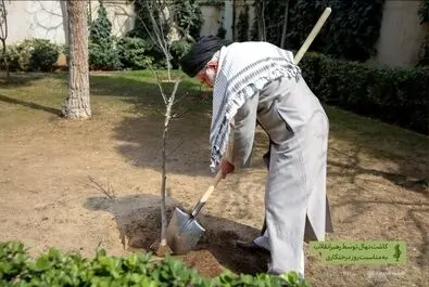 درختکاری