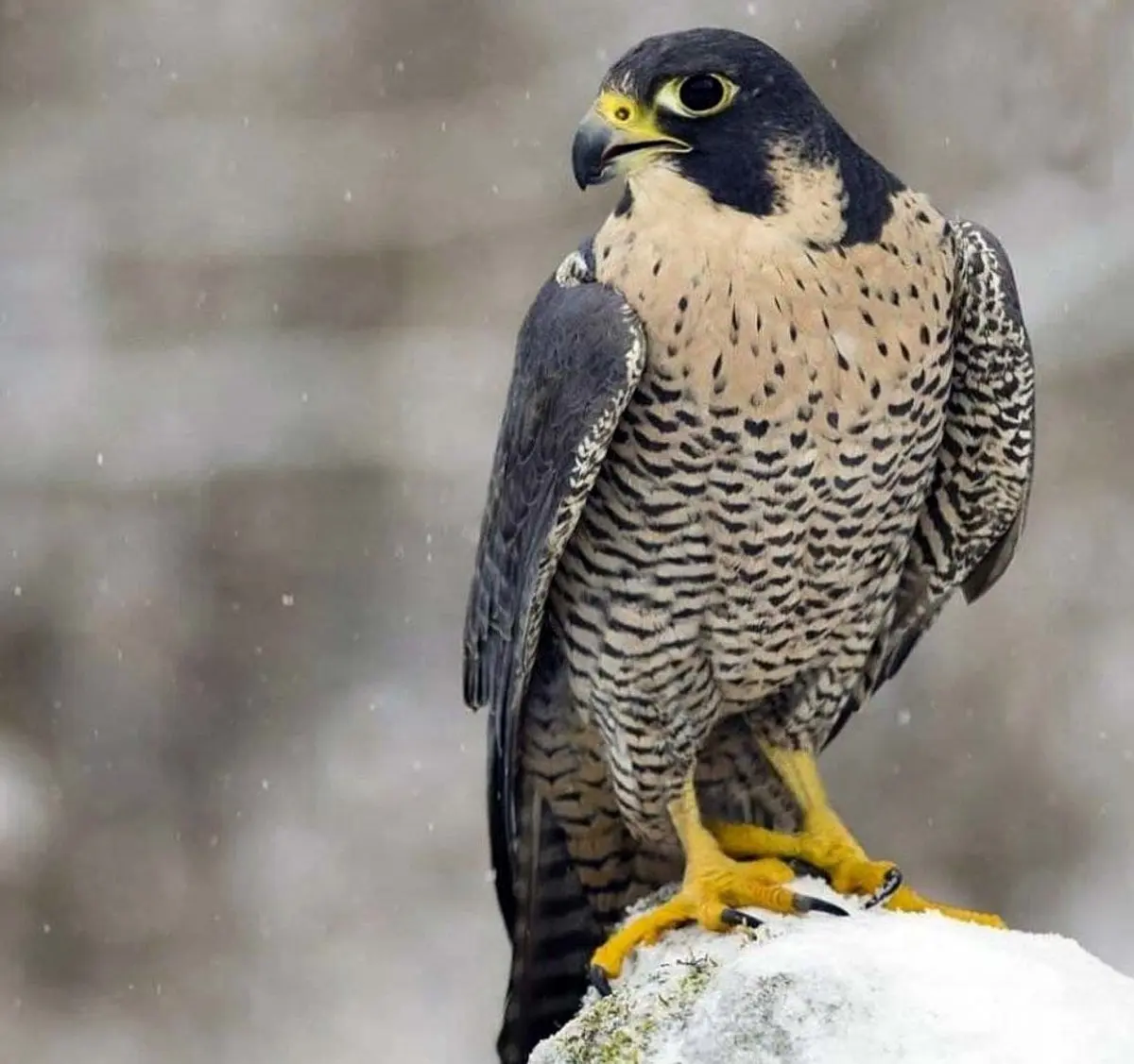  ﺳﺮﯾﻌﺘﺮﯾﻦ ﭘﺮﻧﺪﻩ دنیا با ﺳﺮﻋﺖ 200 ﮐﯿﻠﻮﻣﺘﺮ ﺩﺭ ﺳﺎﻋﺖ