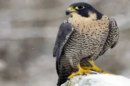  ﺳﺮﯾﻌﺘﺮﯾﻦ ﭘﺮﻧﺪﻩ دنیا با ﺳﺮﻋﺖ 200 ﮐﯿﻠﻮﻣﺘﺮ ﺩﺭ ﺳﺎﻋﺖ