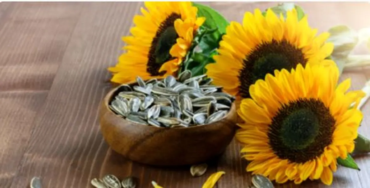مصرف بی‌رویه دانه‌های آفتابگردان چه خطراتی دارد؟