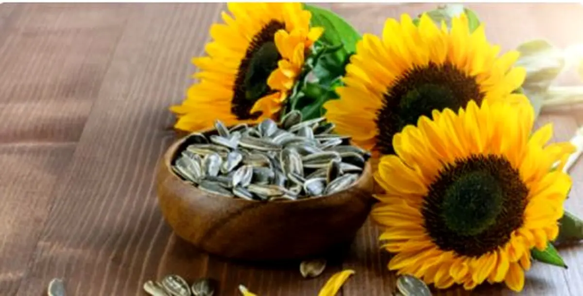 مصرف بی‌رویه دانه‌های آفتابگردان چه خطراتی دارد؟