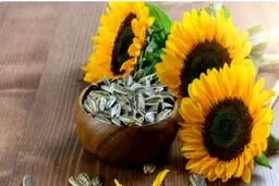 مصرف بی‌رویه دانه‌های آفتابگردان چه خطراتی دارد؟