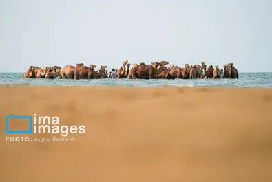 حمام شتر