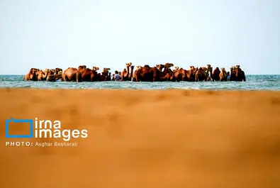 حمام شتر