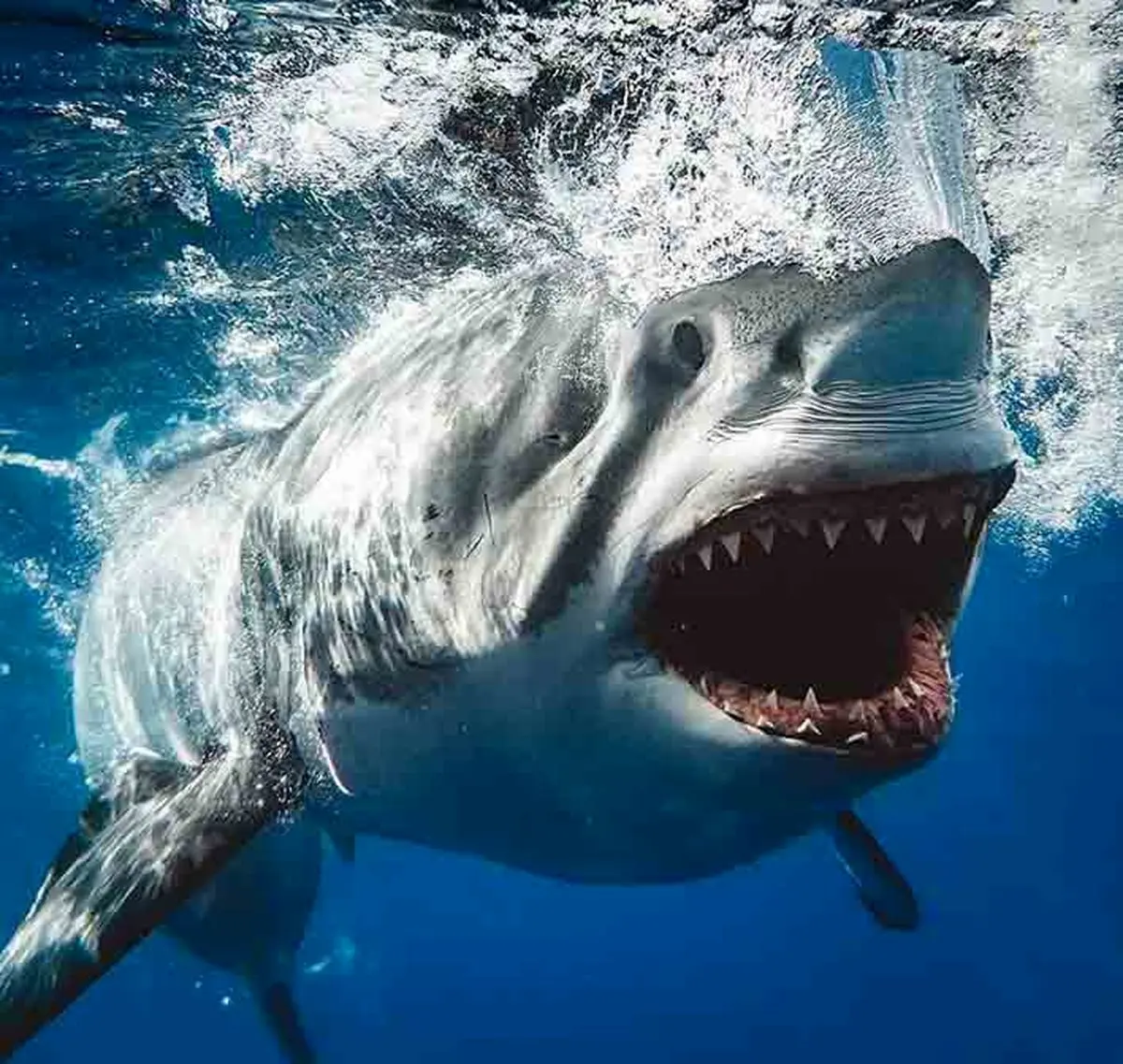 تصویری هولناک از کوسه سفید با آرواره های باز شده