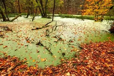 پائیز بهشتی