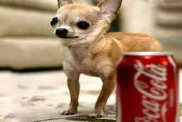 کوچک ترین سگ جهان کمی بزرگتر از قوطی نوشابه