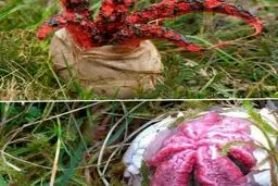  قارچی شگفت انگیز به نام انگشت شیطان!