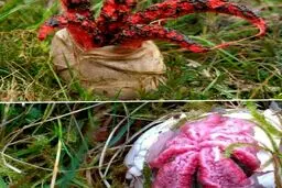  قارچی شگفت انگیز به نام انگشت شیطان!